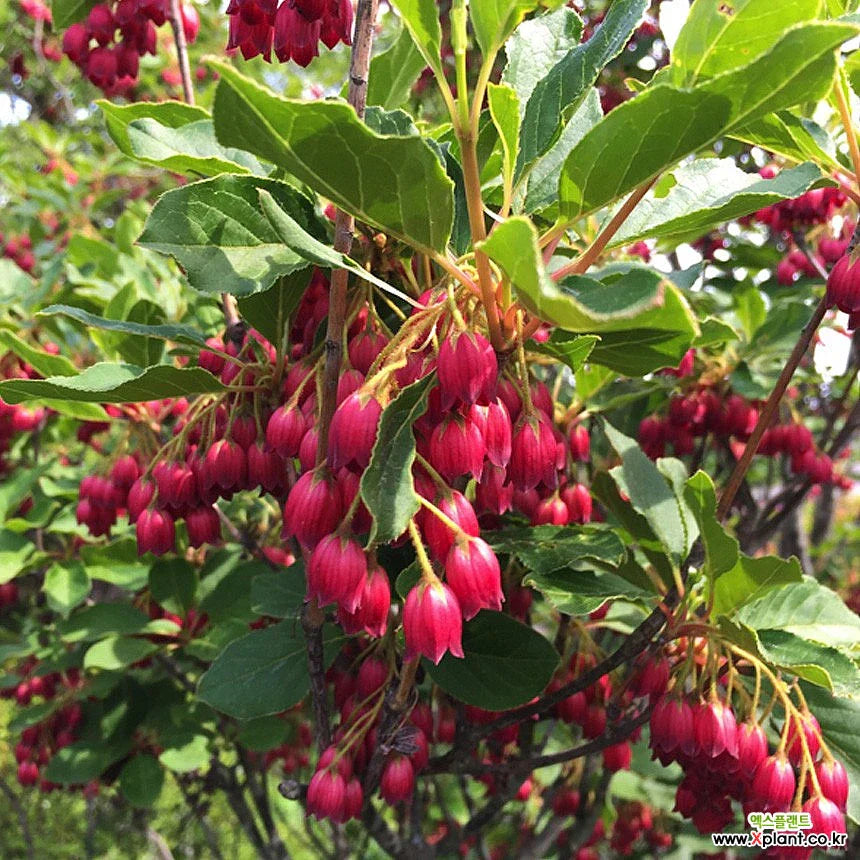 Red Bell flower seeds