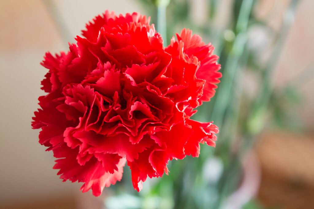 Red Carnation flower seeds