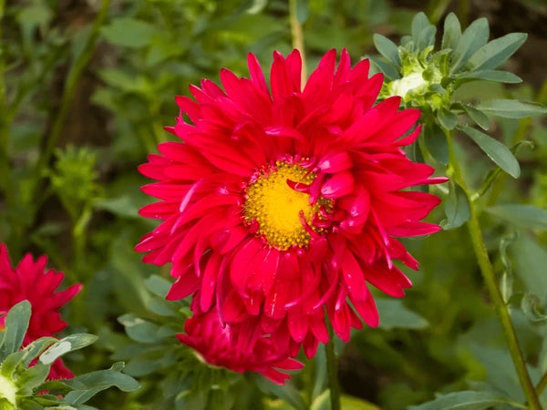 Red Aster flower seeds