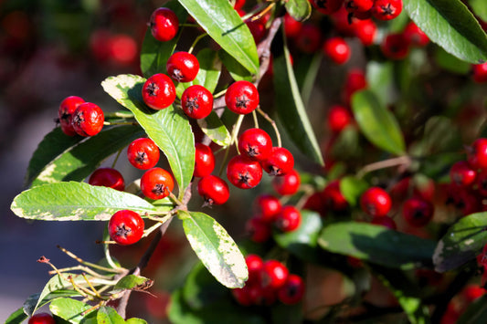 red chokeberry seeds
