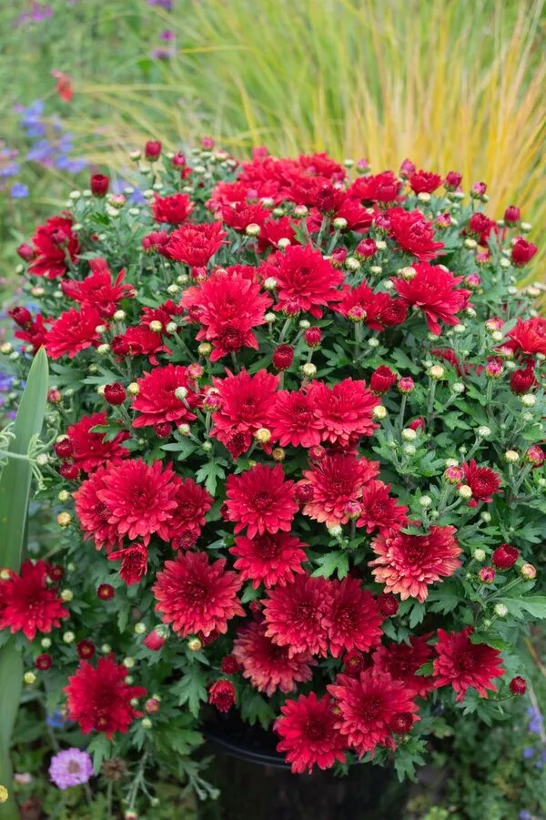 Red chrysanthemum flowers growing from seeds in a home garden