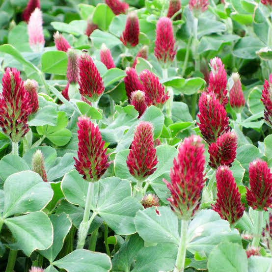 Red Clover Flower Seeds with pinkish-red flower heads and green trifoliate leaves