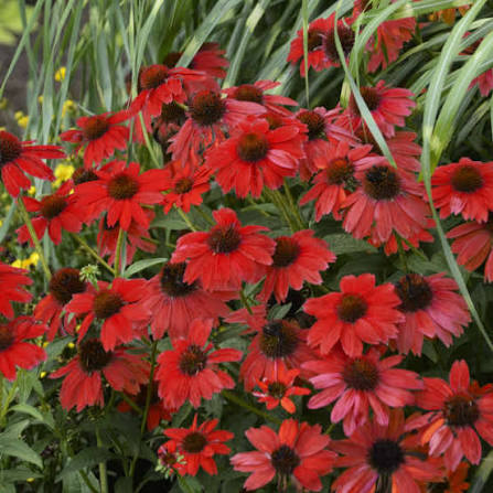 Red Coneflower Flower Seeds for Planting