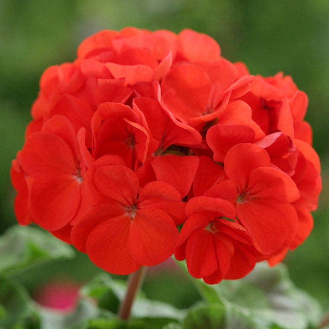 Red Edge flower seeds