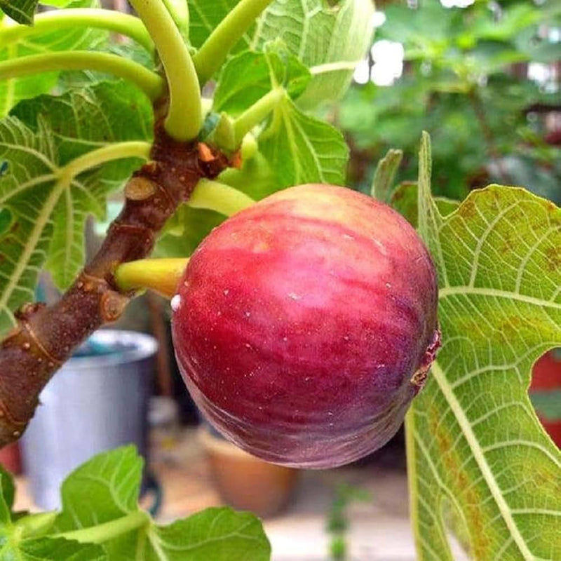Red Fig Fruit Seeds for Planting – Heirloom Non-GMO Garden Seeds