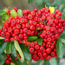 Red Firethorn Fruit Seeds for Planting – Heirloom Non-GMO Garden Seeds