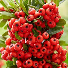 Red Firethorn Fruit Seeds for Planting – Heirloom Non-GMO Garden Seeds