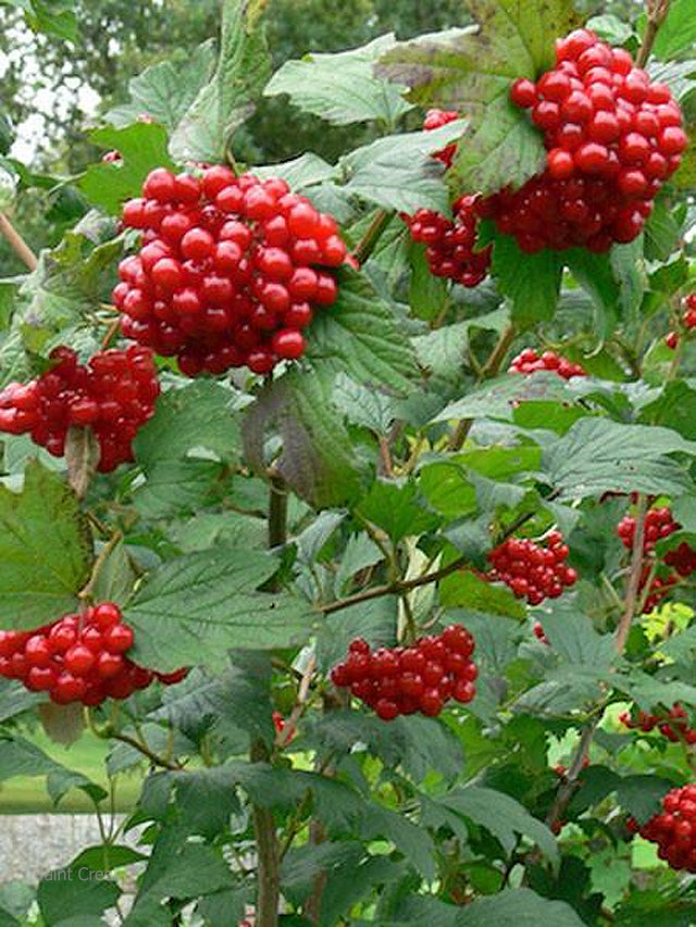 American Highbush Cranberry Fruit Seeds for Planting – Heirloom Non-GMO Garden Seeds