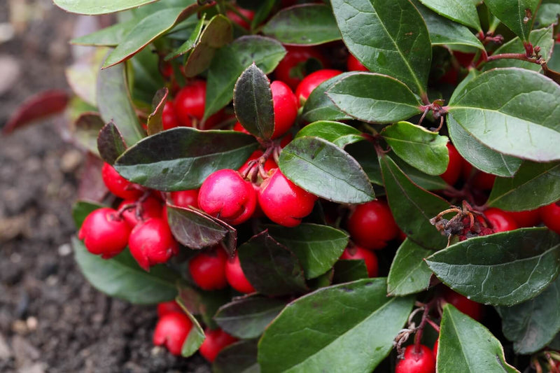 Red Gaultheria Procumbens Fruit Seeds for Planting – Heirloom Non-GMO Garden Seeds