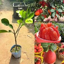 Red Grapefruit Fruit Seeds for Planting – Heirloom Non-GMO Garden Seeds