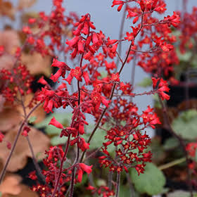 Red Heuchera Growing in Ornamental Container