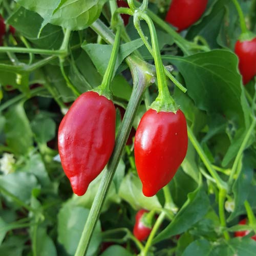 Red Inca Pepper Seeds for Planting – Heirloom Non-GMO Garden Seeds