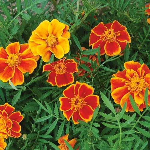 Red Marietta flower seeds