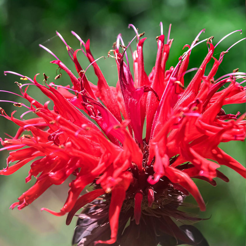 Red Monarda Didyma Flower Seeds for Planting