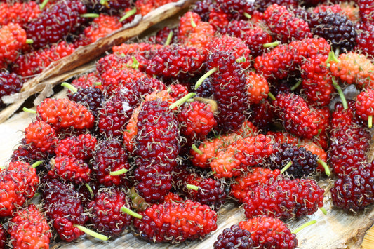 Graines de mûrier rouge à planter – Semences potagères ancestrales non OGM