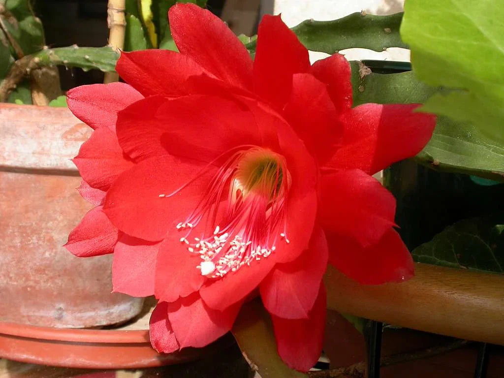Red Nopalxochia flower seeds