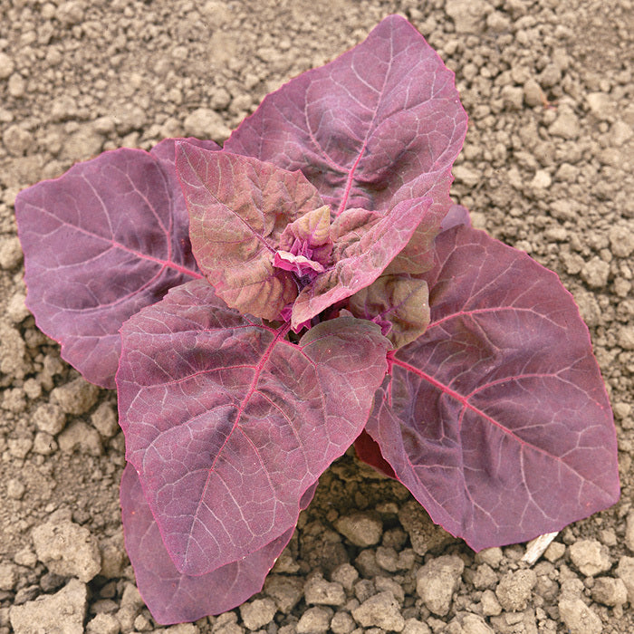 Red orach spinach plant with vibrant burgundy-red leaves growing in a sunny vegetable garden, showcasing its colorful edible foliage.