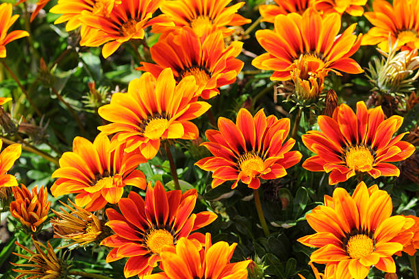 Red Orange Gazania Flower Seeds for Planting with vibrant daisy-like garden blooms