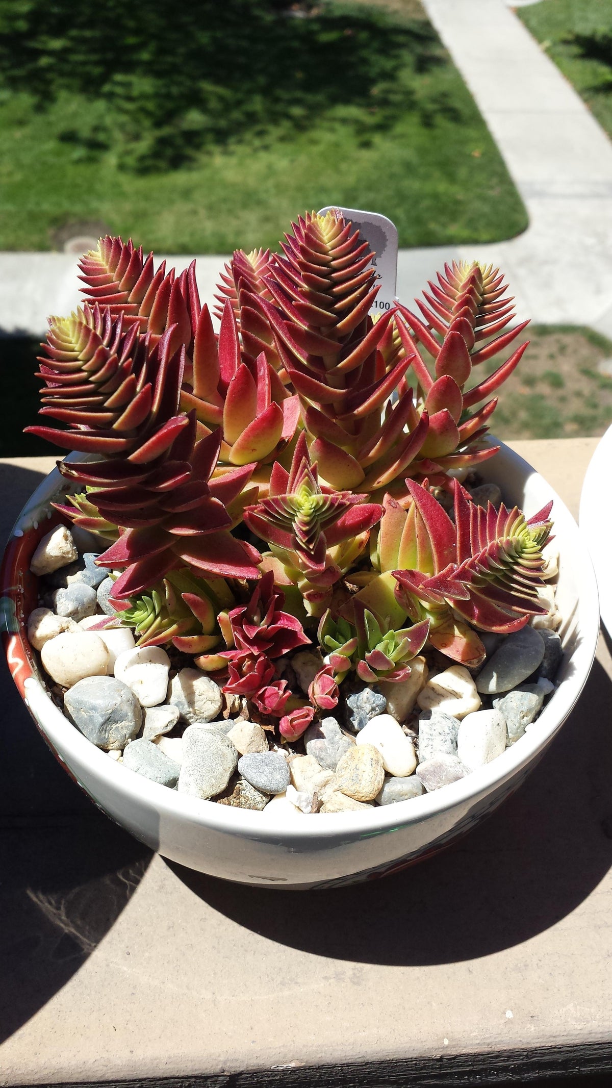 Red Pagoda Crassula succulent with layered red and green foliage grown from seeds