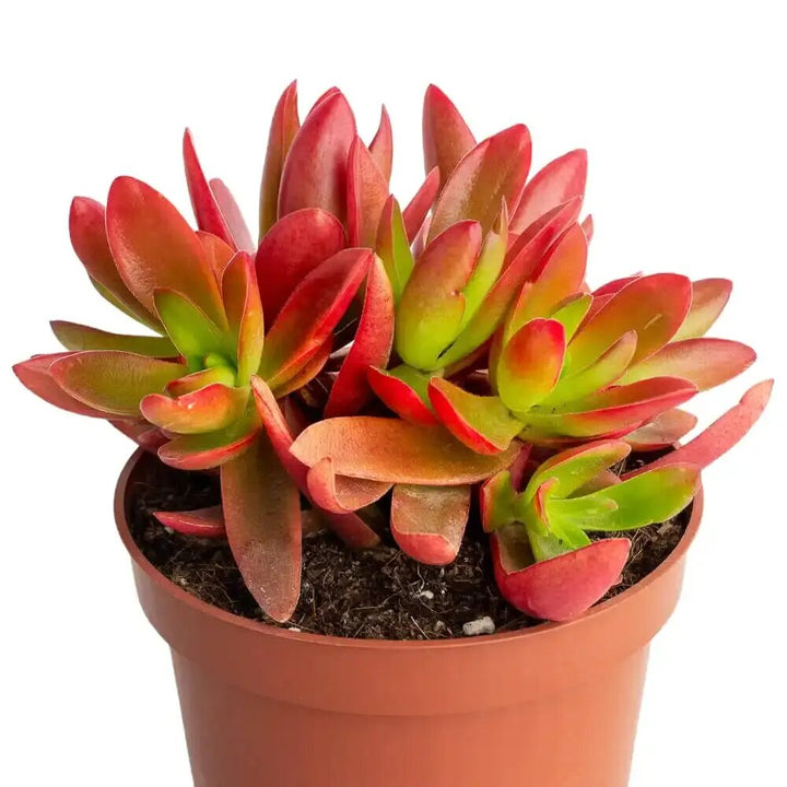Red Pagoda Crassula succulent with layered red and green foliage grown from seeds