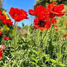 Red Poppy Papaver Somniferum Flower Seeds for Planting
