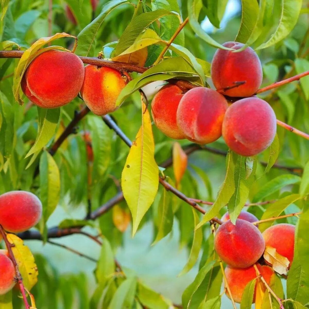 Red Peach fruit seeds for planting and peach tree garden growing