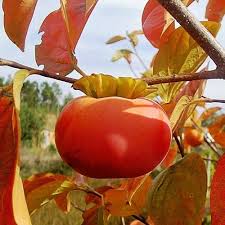 Red Persimmon Fruit Seeds for Planting – Heirloom Non-GMO Garden Seeds