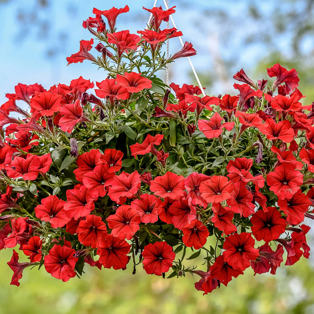 Red Petunia flower seeds