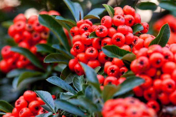 Red Pyracantha shrub with green foliage and bright red berry clusters in a garden