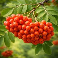 Red Sorbus Tree Seeds for Planting – Heirloom Non-GMO Garden Seeds
