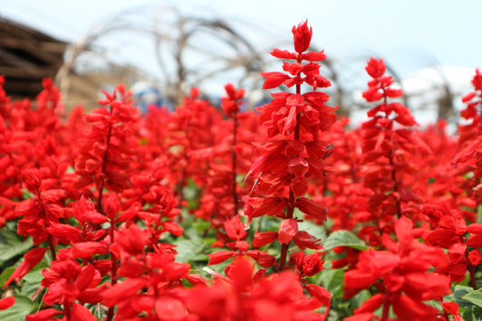 Red Salvia Flower Seeds for Planting – Heirloom Non-GMO Garden Seeds