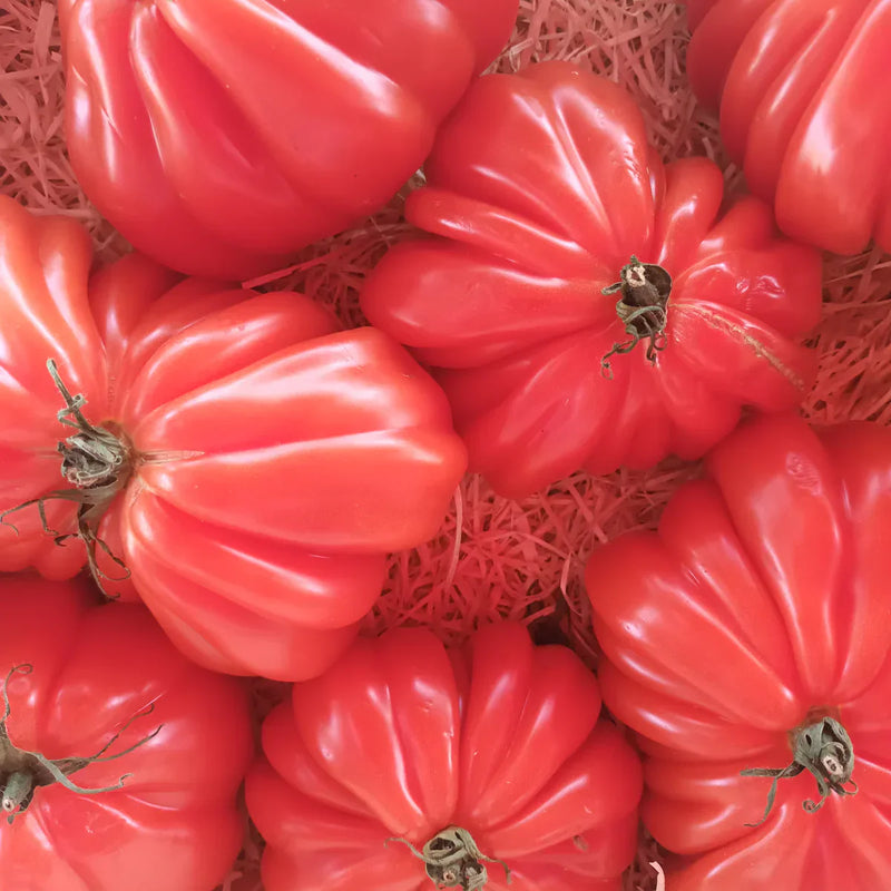 Santorini Tomato Seeds for Planting – Heirloom Non-GMO Garden Seeds