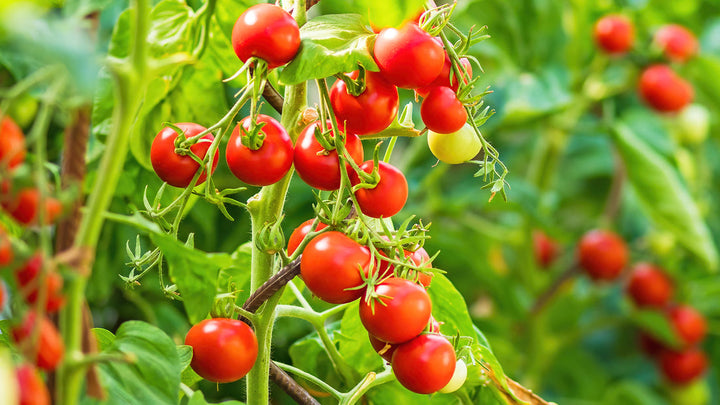 Red Tomato Seeds