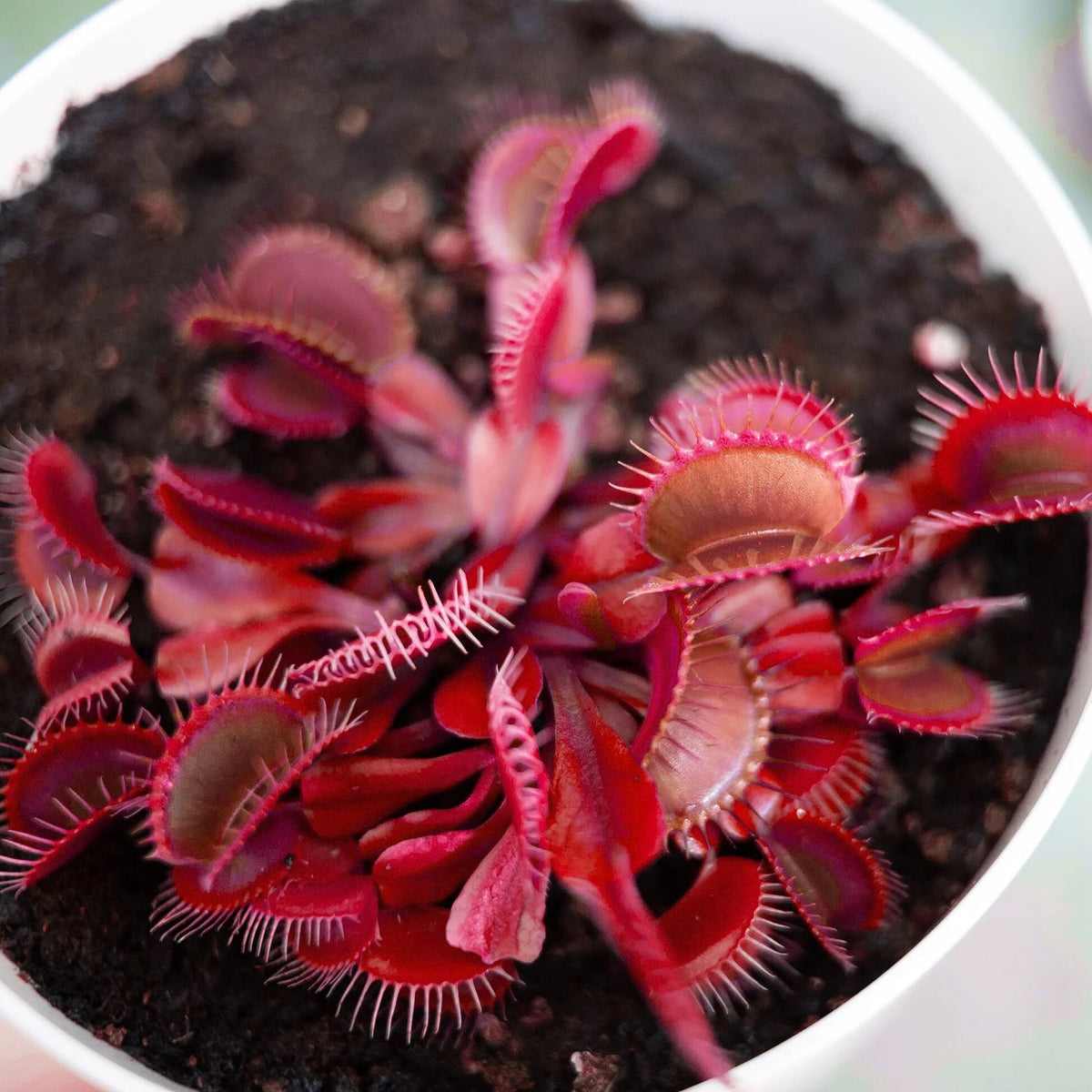 Red Venus Fly Trap plant with colorful carnivorous traps growing in a moist bog-style container