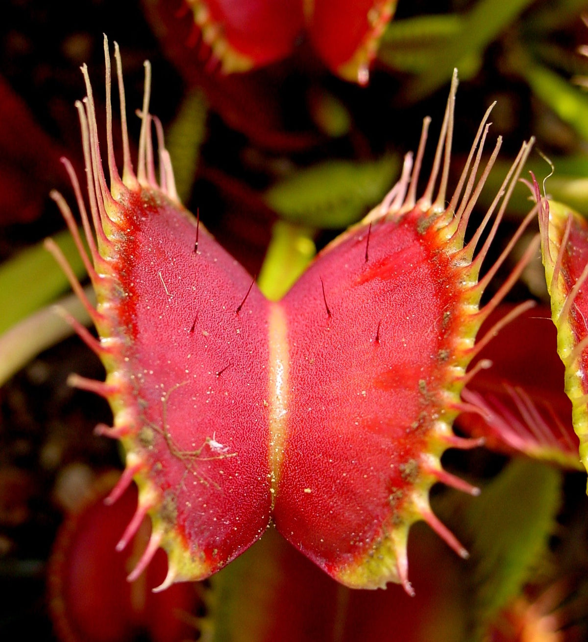 Red Venus Fly Trap plant with vibrant red traps growing in a carnivorous plant pot
