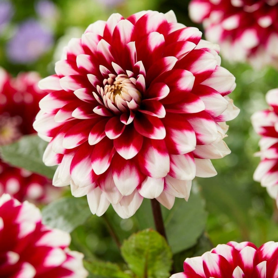 Red White flower seeds