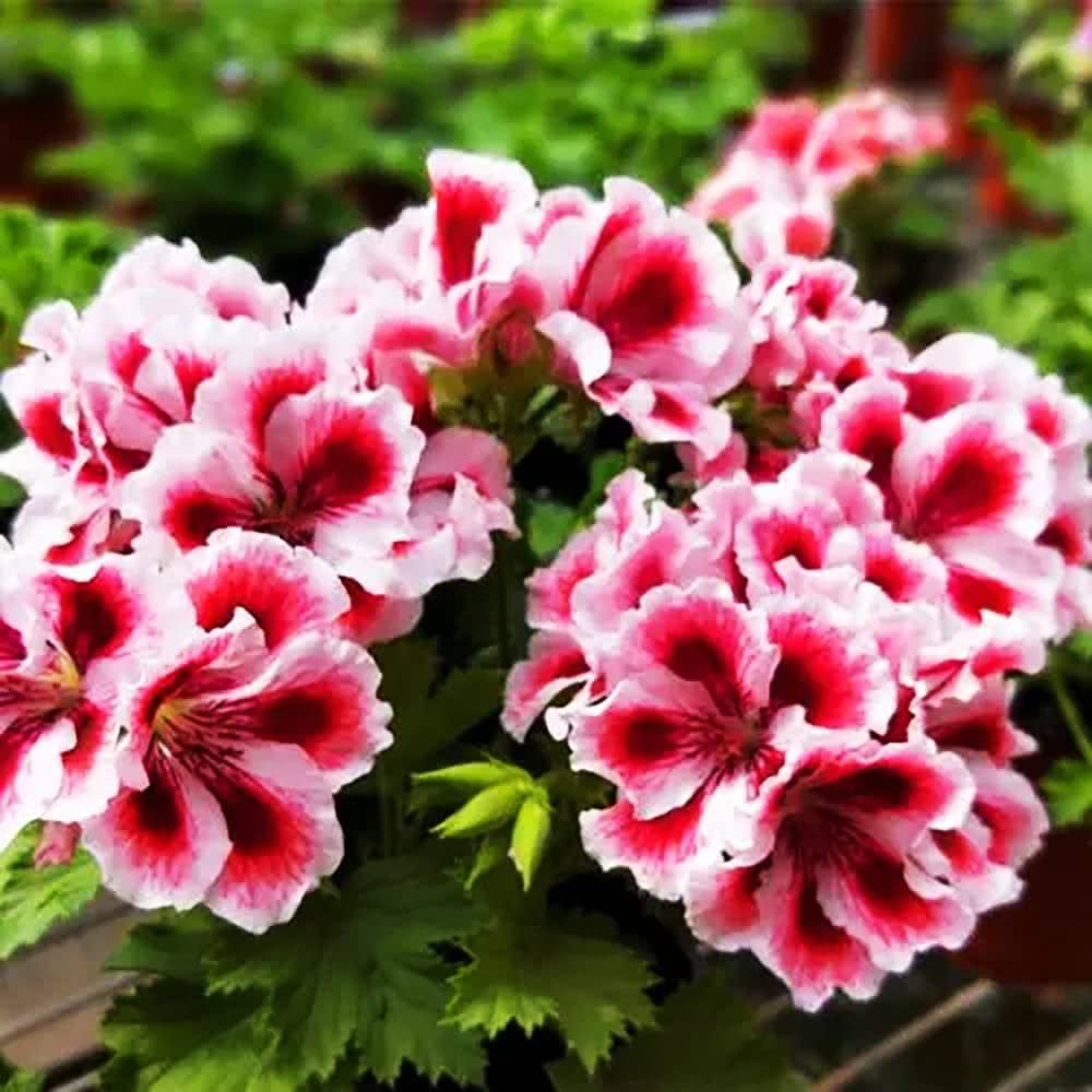 Red White flower seeds