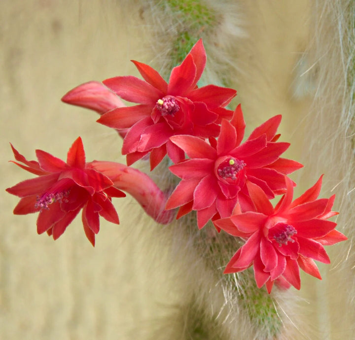 Winteria Colademononis red flower seeds for planting and ornamental garden growth