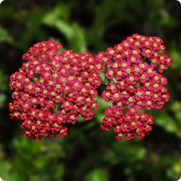 Red Yarrow Flower Seeds for Planting – Heirloom Non-GMO Garden Seeds