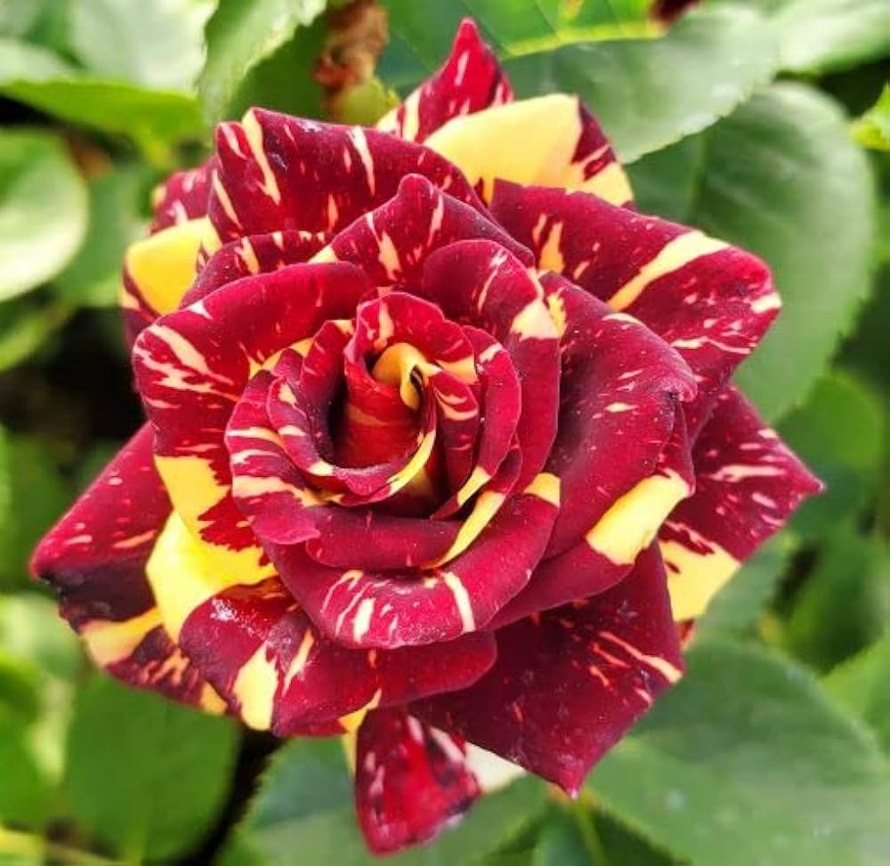 Red Yellow flower seeds