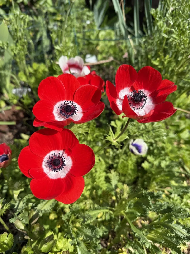 Anemone Flower Seeds for Planting – Heirloom Non-GMO Garden Seeds