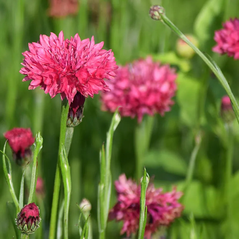 Centaurea Cyanus flower seeds