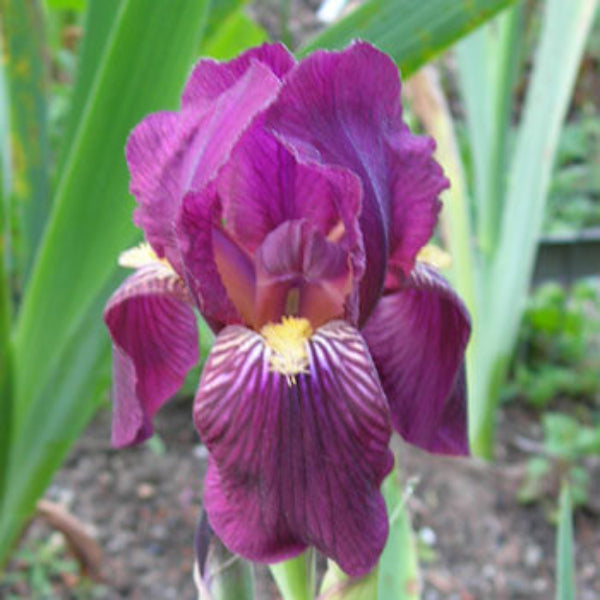 Orchid Iris germanica plant