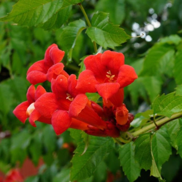 Red Trumpet Vine plant