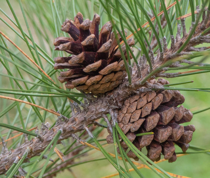 Brown Resinosa Tree Seeds for Planting for Growing a Distinctive Woody Plant
