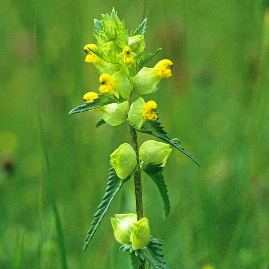 Rhinanthus flower seeds