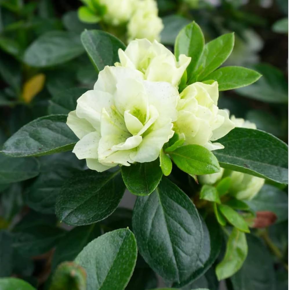 Sea Green flower seeds