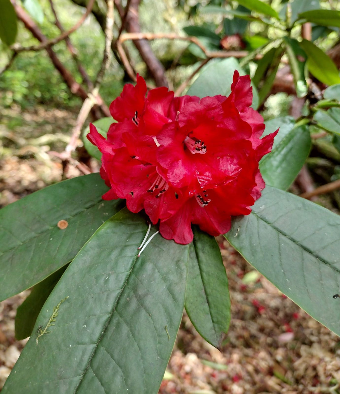 Red Rhododendron flower seeds