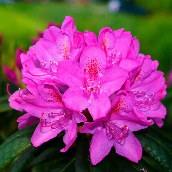 Pink Rhododendron flower seeds