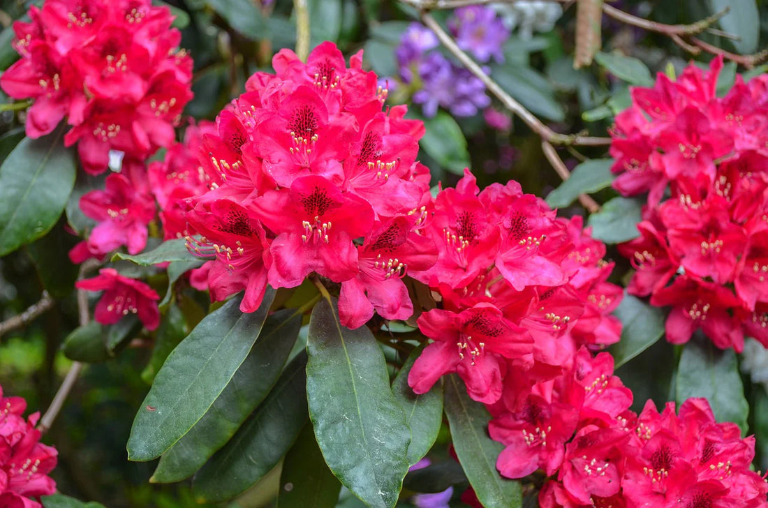 Azalea Rhododendron flower seeds